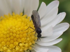 Iteaphila