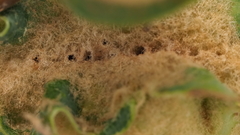 Neuroterus quercicola