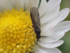 Iteaphila