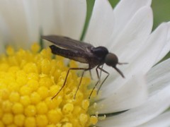 Iteaphila