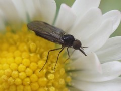 Iteaphila
