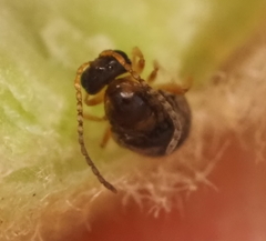 Neuroterus quercicola