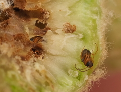 Neuroterus quercicola