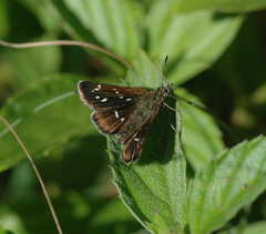 Piruna microsticta