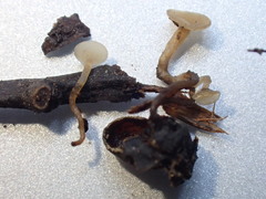 Moellerodiscus capillipes