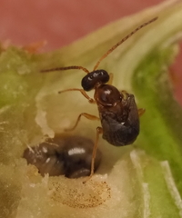 Neuroterus quercicola