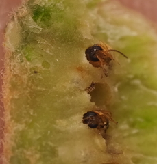 Neuroterus quercicola