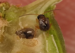 Neuroterus quercicola