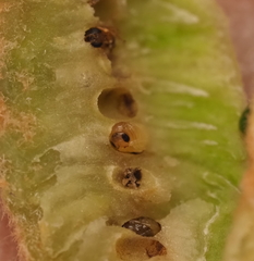 Neuroterus quercicola