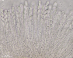 Moellerodiscus capillipes