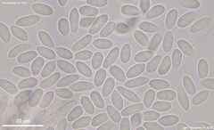 Moellerodiscus capillipes