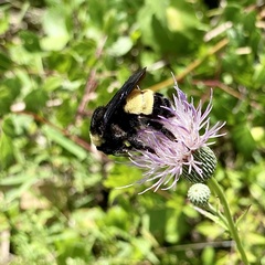 Bombus pensylvanicus image