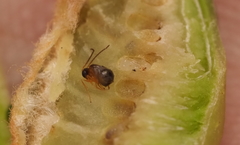 Neuroterus quercicola