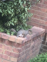 Sciurus carolinensis