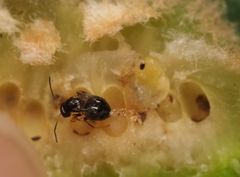 Neuroterus quercicola