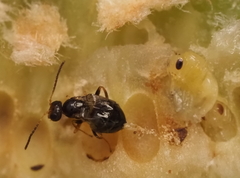 Neuroterus quercicola