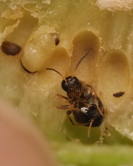 Neuroterus quercicola