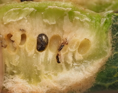 Neuroterus quercicola