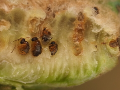 Neuroterus quercicola