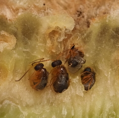 Neuroterus quercicola