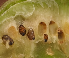 Neuroterus quercicola