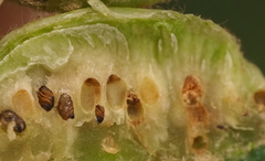 Neuroterus quercicola