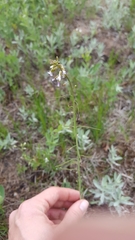 Boechera grahamii
