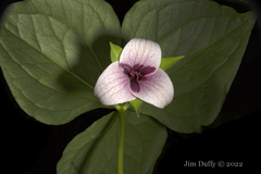 Trillium rugelii