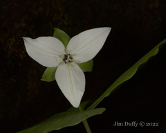 Trillium simile