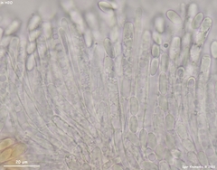 Moellerodiscus capillipes