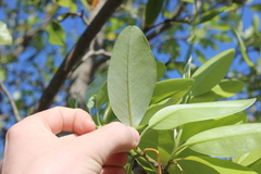 Magnolia virginiana