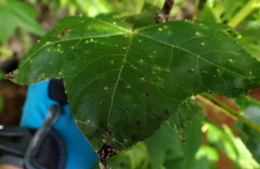 Diaspidiotus liquidambaris