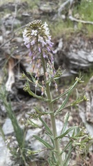 Boechera holboellii