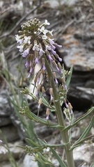Boechera holboellii