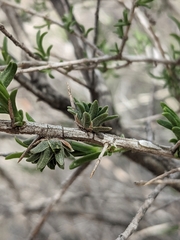 Halodiplosis sarcobati