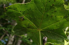 Diaspidiotus liquidambaris