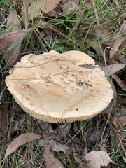 Amanita ochrophylloides