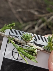 Halodiplosis sarcobati