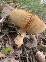 Amanita ochrophylloides