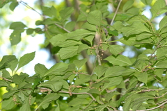 Crataegus punctata