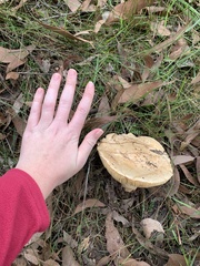 Amanita ochrophylloides
