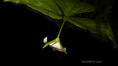Trillium rugelii