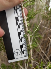 Halodiplosis sarcobati