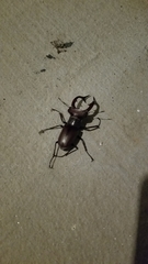 Lucanus elaphus