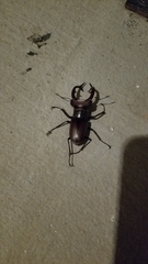 Lucanus elaphus
