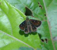 Piruna microsticta