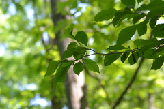 Crataegus punctata