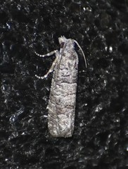 Retinia gemistrigulana