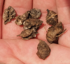 Neuroterus quercicola