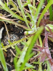 Microseris bigelovii